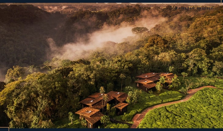 Nyungwe Forest
